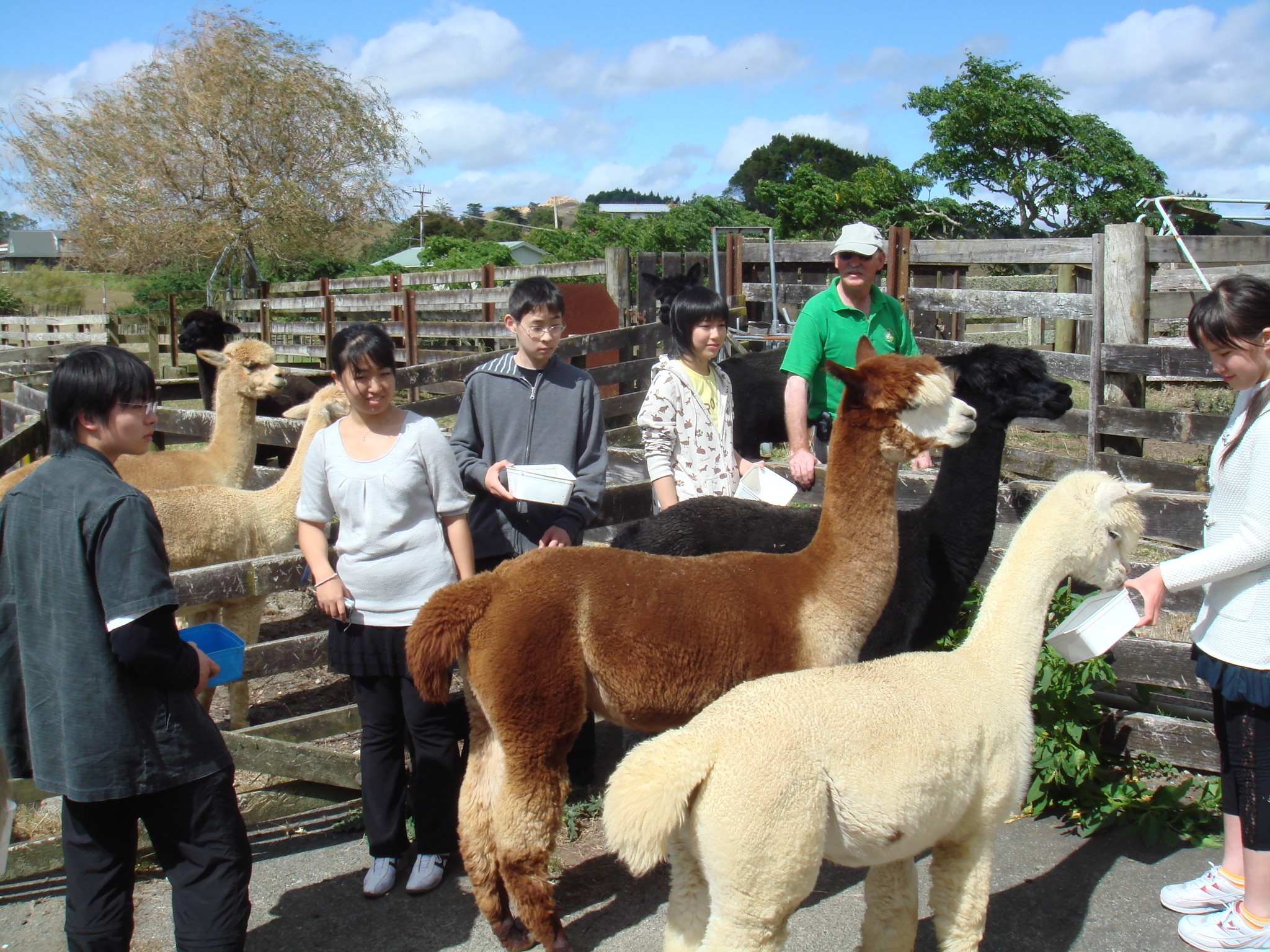 アルパカ ラマに似た動物 は ここnew Zealandでも とても高価な動物とのことで これだけいる牧場も珍しいとのことでした